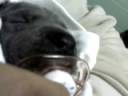 Cão chupando chupeta!!