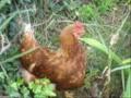 Random Chicken Random Chicken