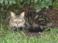 Leukemia and Aids Kitties of Hobe Sound Animal Protection League