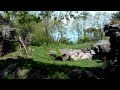 NOKIA Lumia 900 bears.mp4