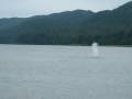 Humpback Whale in Juneau, Alaska