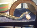 Garter snake feeding