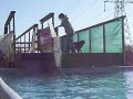 Roscoe dock diving :) Roscoe dock diving :)