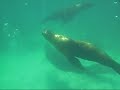 Sea Lions at Bird Island Rocky Point, Mexico JUST ADD SALTWATER