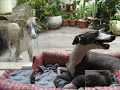 whippets disponiveis em 03jan2010 canil huber von sturmhohe.wmv
