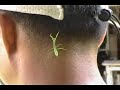 Shrimpanzee - Opening Day / Gentler Waves