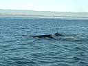 Humpback Whales