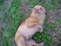 perros 001