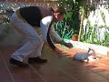 Falsas apariencias 1