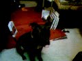 evil 120lb pit bull devours baby