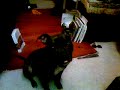evil 120lb pit bull devours baby