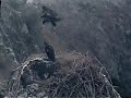 I think we are getting the hang of this flying business!