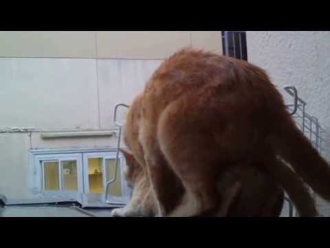 facking - Big cat try to rape a small cat cat facking, cat rape, funny cats.
