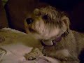 Charlie the Schnauzer Sings Charlie the Schnauzer Sings
