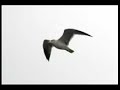 Neil Sedaka - Super Bird 1972