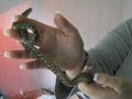 Baby Australian Carpet Python Baby Australian Carpet Python