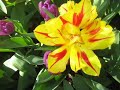 Mungaaru Male-Kunidoo Kunidoo Song and Arulen Tulip