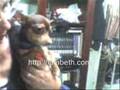 videos de El rezo de Bellatrix