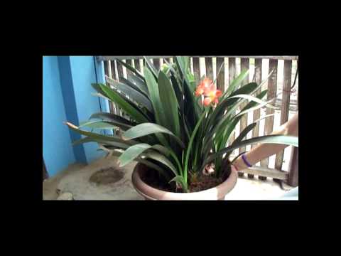 how to fertilize clivia