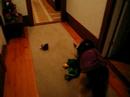 Tripod Dog Jerry shakes his frog