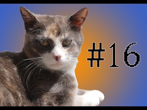 Cat Tales - Babies