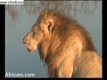 Mapogo Male Lion Drinking at Nkorho 5/01/08