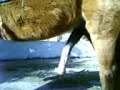 erezione cavallo che sventola!!!!!!
