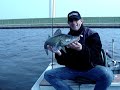 Walleye Fishing in the Netherlands Video Shot 27+inch class