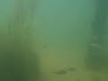 Barsche im Tegeler See Barsche im Tegeler See