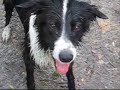 Border Collie Fun!