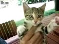 A Very Angry Kitten