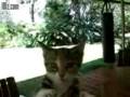 videos de A Very Angry Kitten