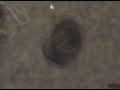 Harley Quinn the Wiener Dog Chases Her Tail