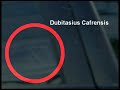 DUBI NATION 2: PERSECUTION DUBI NATION 2: PERSECUTION
