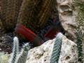 videos de Queen Elizabeth Park Bledel Conservatory