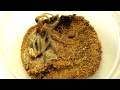 videos de HD - L. parahybana Molting