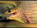 Snake Snake