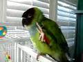 Banana-San The Dancing Parrot ( Nanday Conure )