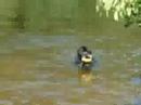 hollys first swim