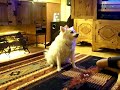 MY AMERICAN ESKIMO ( IVORY ) DOING SOME TRICKS