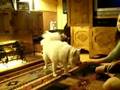 MY AMERICAN ESKIMO ( IVORY ) DOING SOME TRICKS