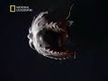 Vampyroteuthis infernalis