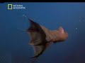 Vampyroteuthis infernalis
