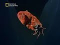 Vampyroteuthis infernalis