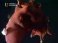 Vampyroteuthis infernalis