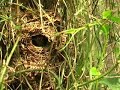 Chochín / Wren / Cargolet/ Txepetxa/ Troglodytes troglodytes Chochín / Wren / Cargolet/ Txepetxa/ Troglodytes troglodytes