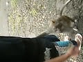 Terry Was Caught by Monkey