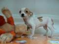 videos de Chihuahua Hembra STA REF:185