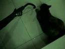 chasing a cat out of the house..