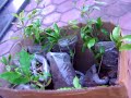bibit gaharu/ anak pokok gaharu/young plant agarwood